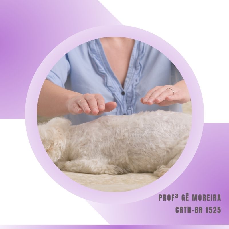 Reiki Veterinário
